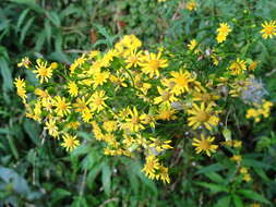 صورة Nemosenecio formosanus (Kitam.) B. Nord.