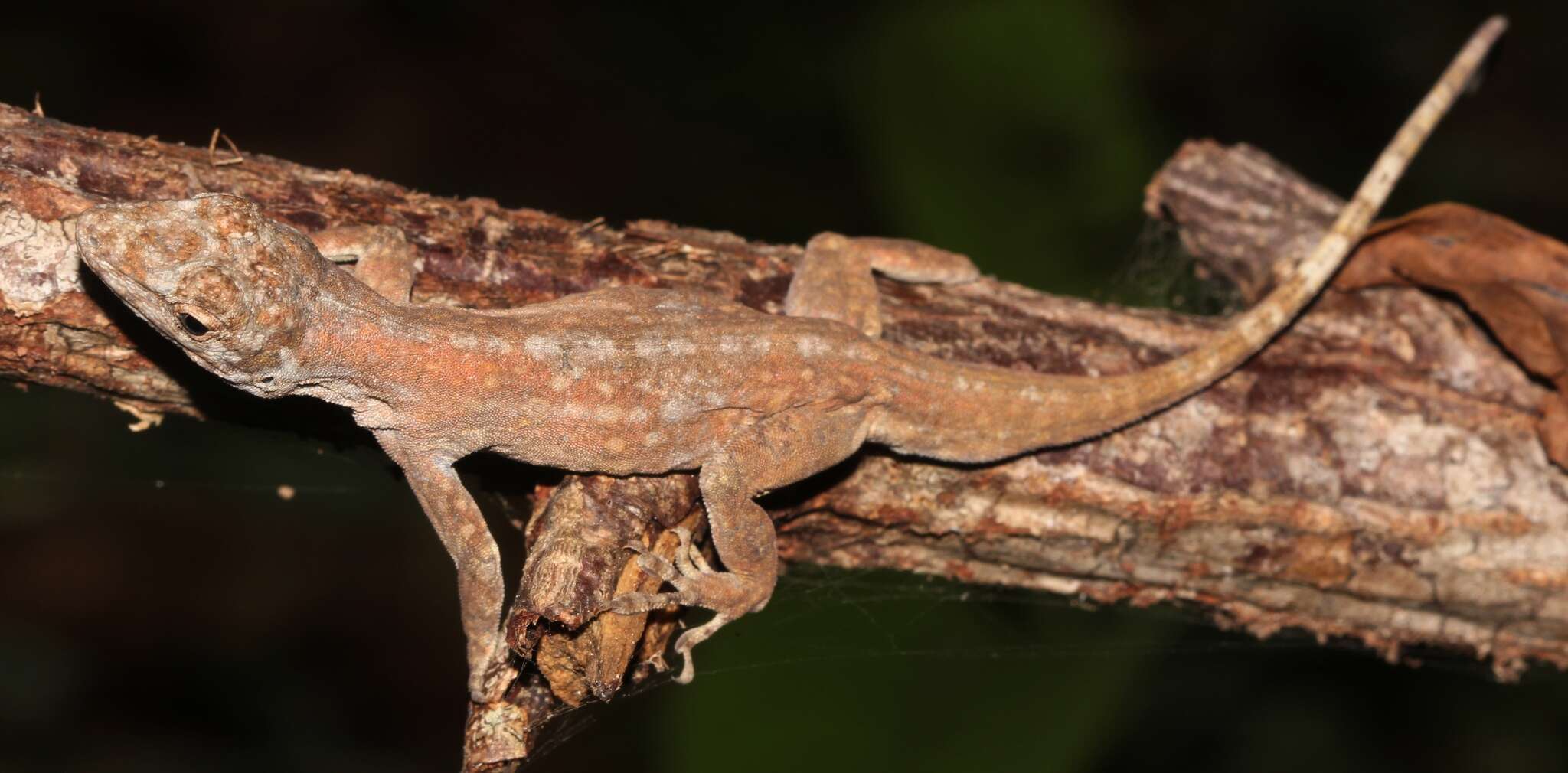 Image of Utila Anole