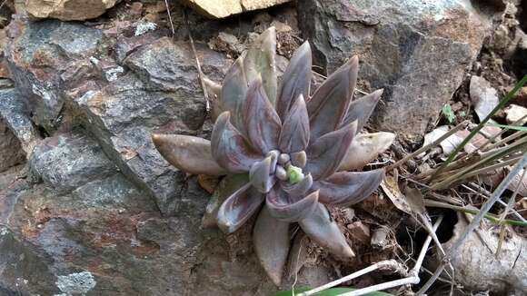 Image of Echeveria craigiana Walther