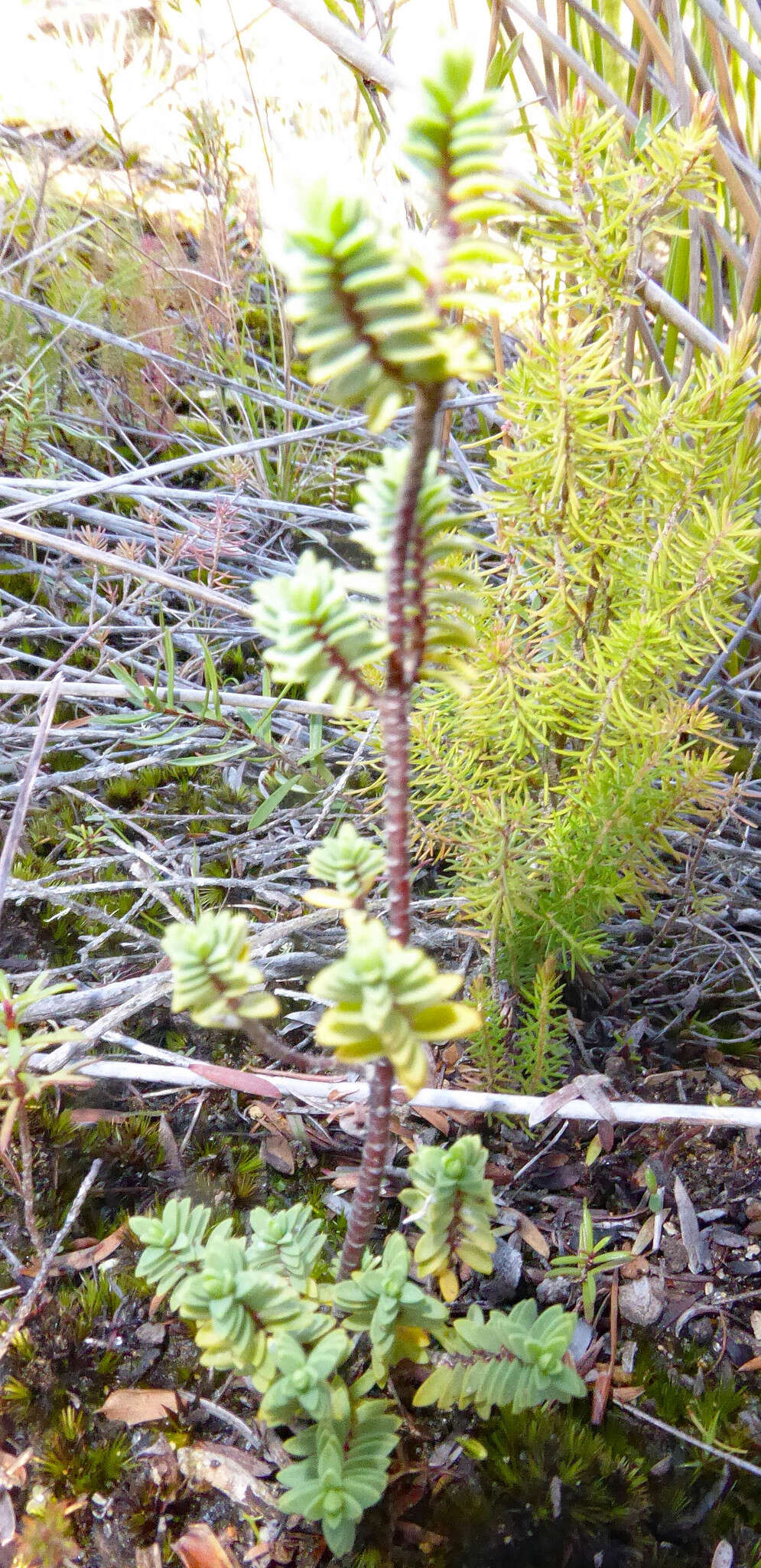 Image of Pimelea orthia C. J. Burrows & Thorsen