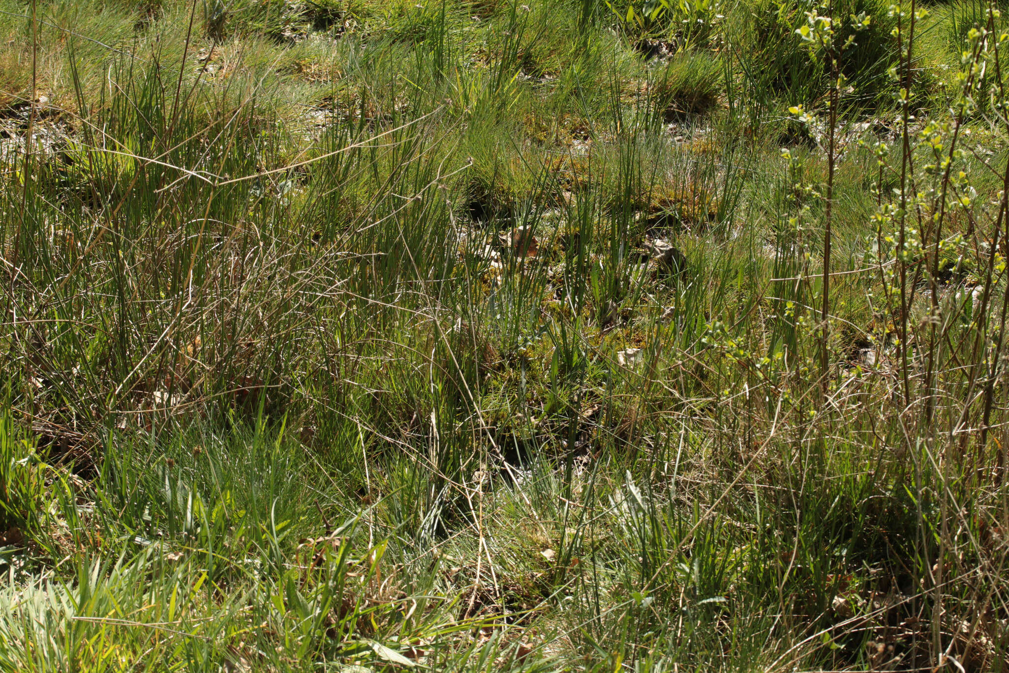 Image of meadow thistle