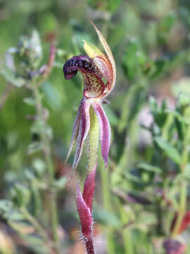 Imagem de Caladenia actensis D. L. Jones & M. A. Clem.