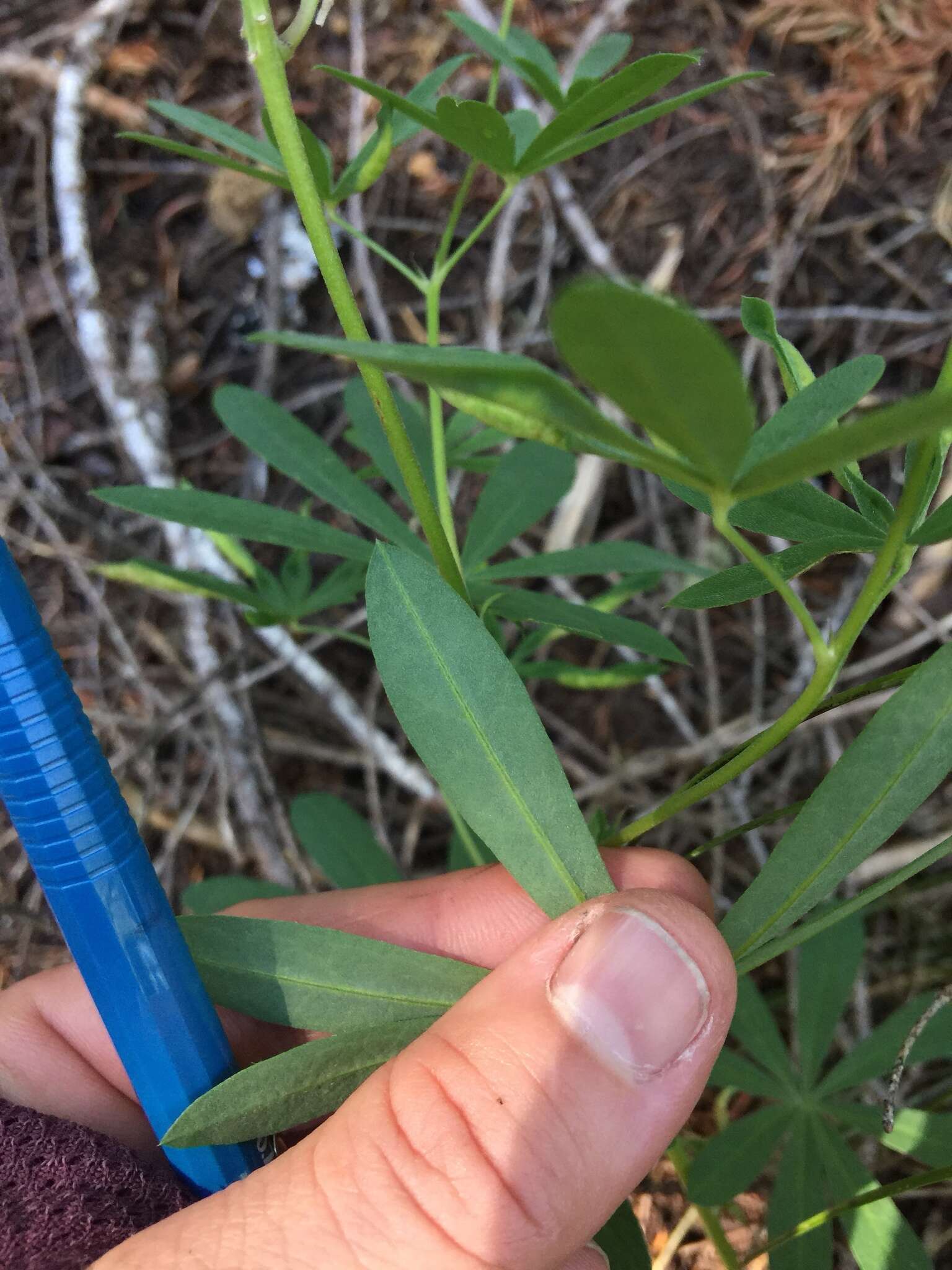 Image of broadleaf lupine