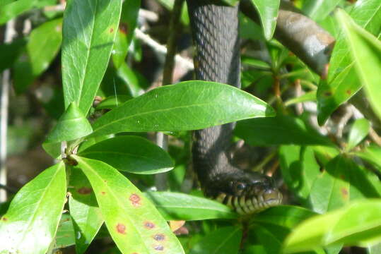 Imagem de Nerodia fasciata fasciata (Linnaeus 1766)