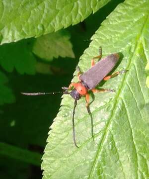 Слика од Phytoecia (Musaria) affinis (Harrer 1784)