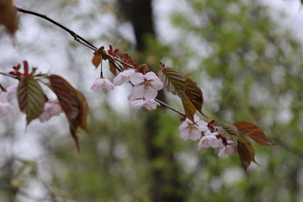 Image de Prunus sargentii Rehd.