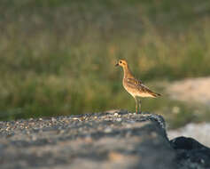 Image of Pacific Golden Plover