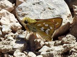 Image of Green Skipper