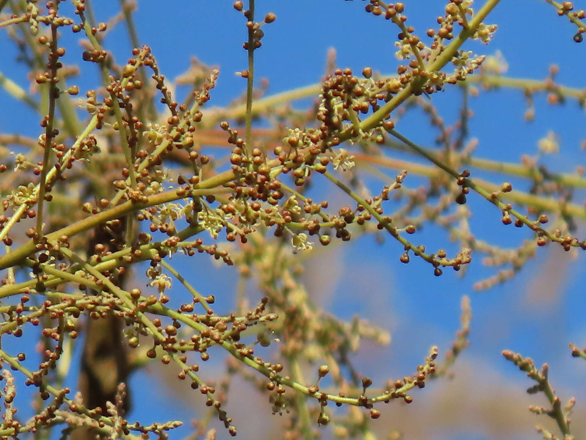 Image of Lannea coromandelica (Houtt.) Merr.