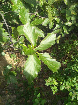 Quercus hirtifolia M. L. Vázquez, S. Valencia & Nixon的圖片