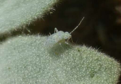 Image of Cotton Fleahopper