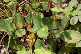 Image of Desmodium rhytidophyllum Benth.