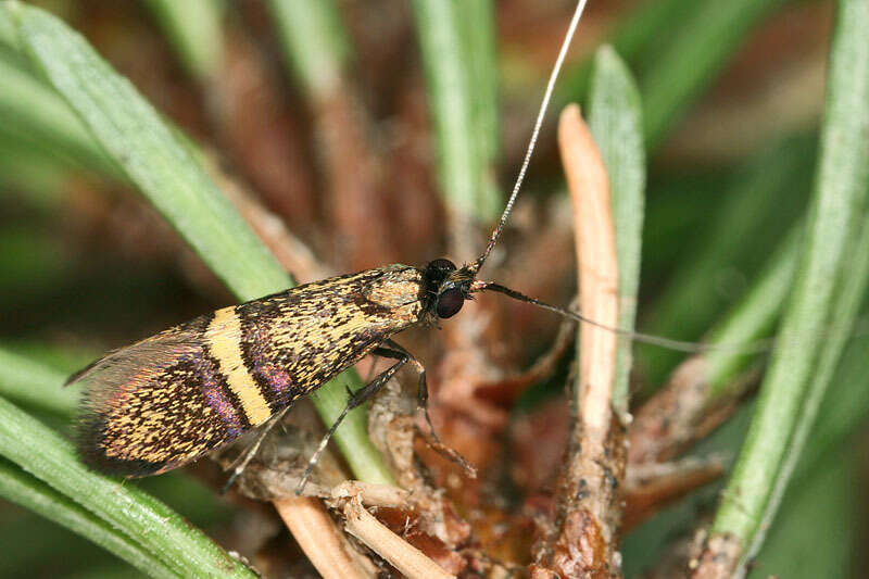 Image of Nemophora associatella Zeller 1839