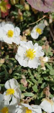 Image of White Rock-rose