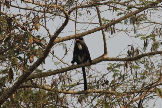 Imagem de Cercopithecus neglectus Schlegel 1876