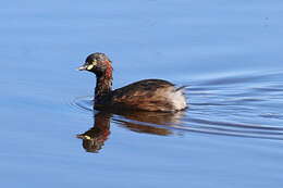 Image of Australasian Grebe