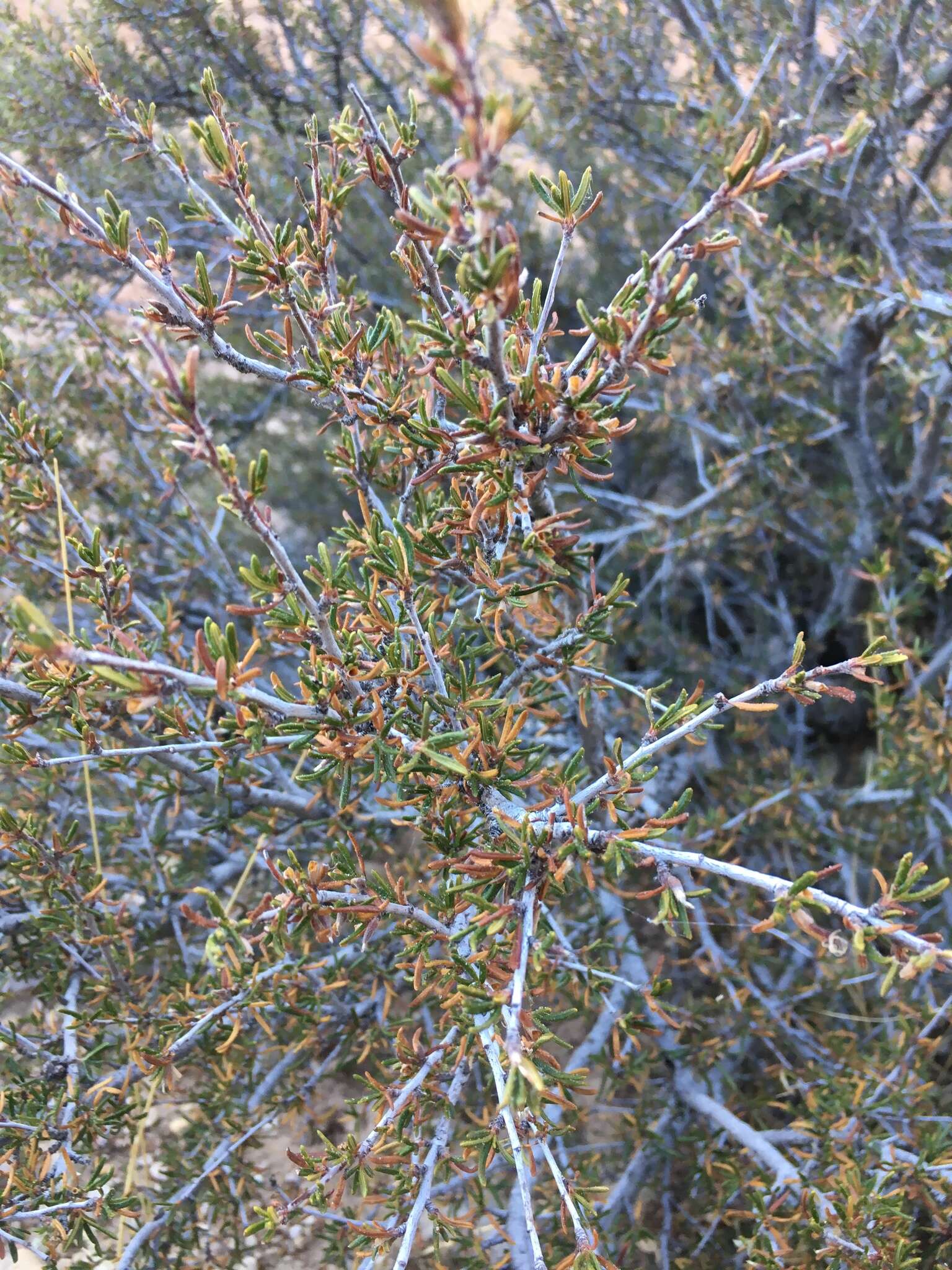 Imagem de Cercocarpus intricatus S. Wats.