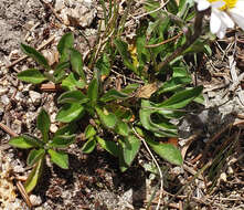 Image of blackhead fleabane