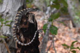 Image of Panamint Alligator Lizard