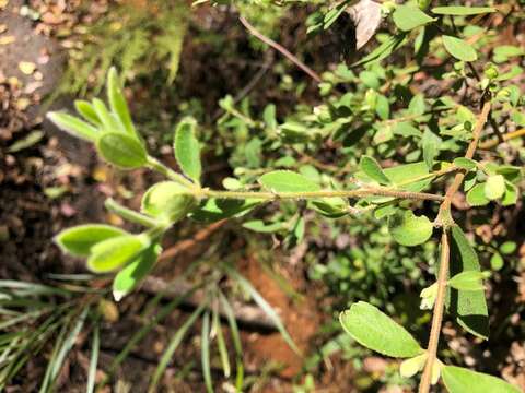 Image of Pimelea latifolia R. Br.