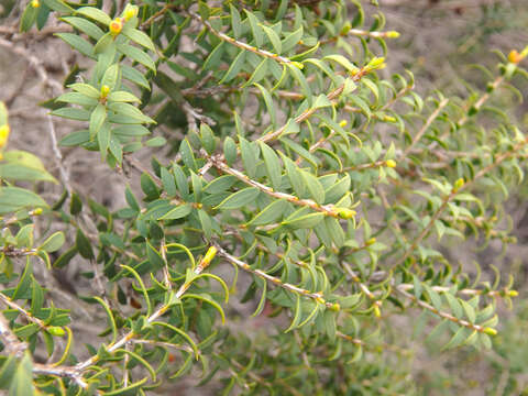 Sivun Melaleuca acuminata subsp. acuminata kuva