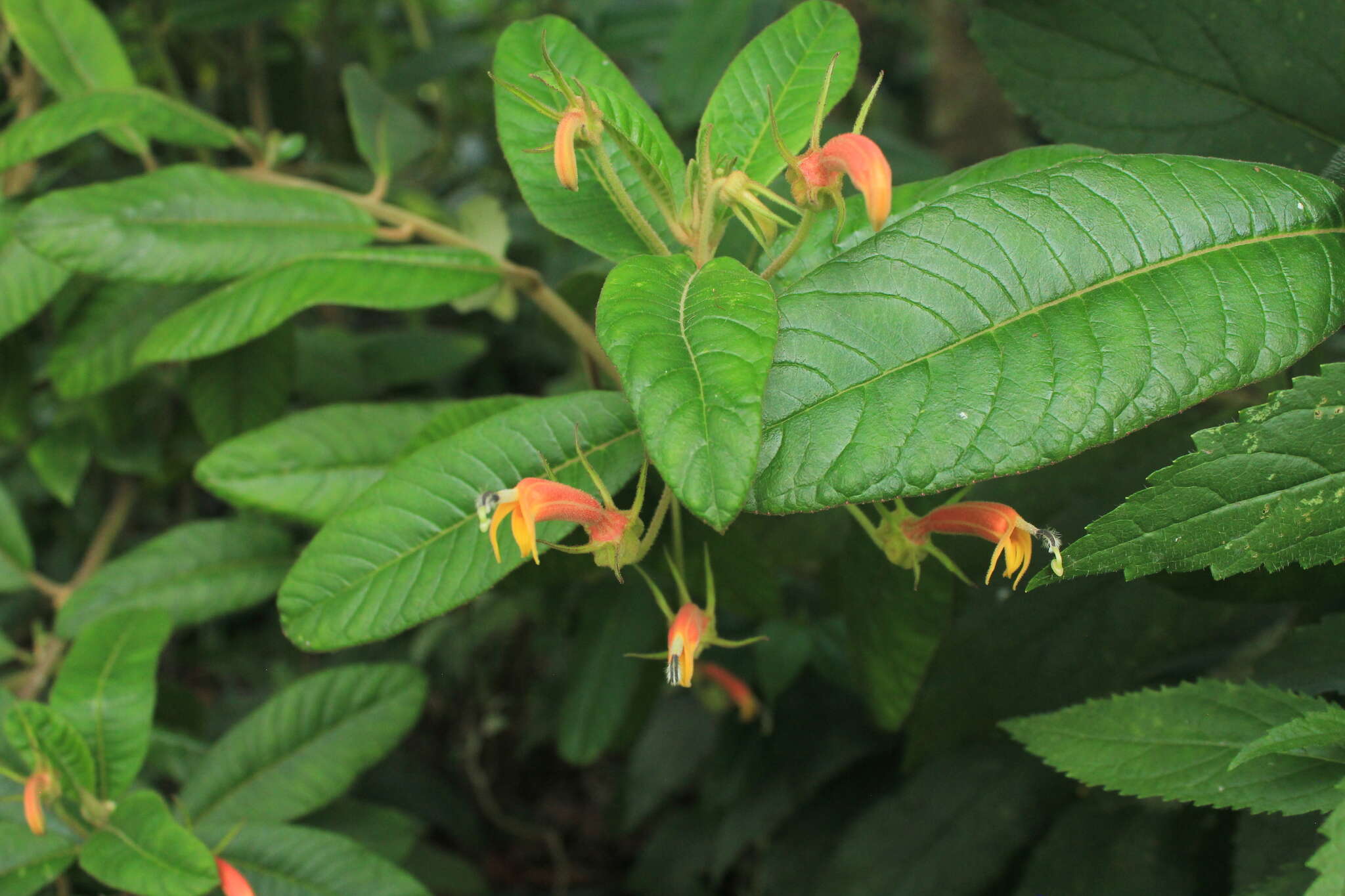 Image of Centropogon ferrugineus (L. fil.) Gleason