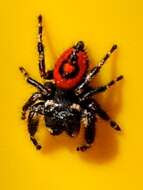 Image of Phidippus princeps pulcherrimus Keyserling 1885