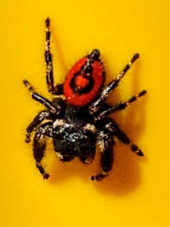 Image of Phidippus princeps pulcherrimus Keyserling 1885