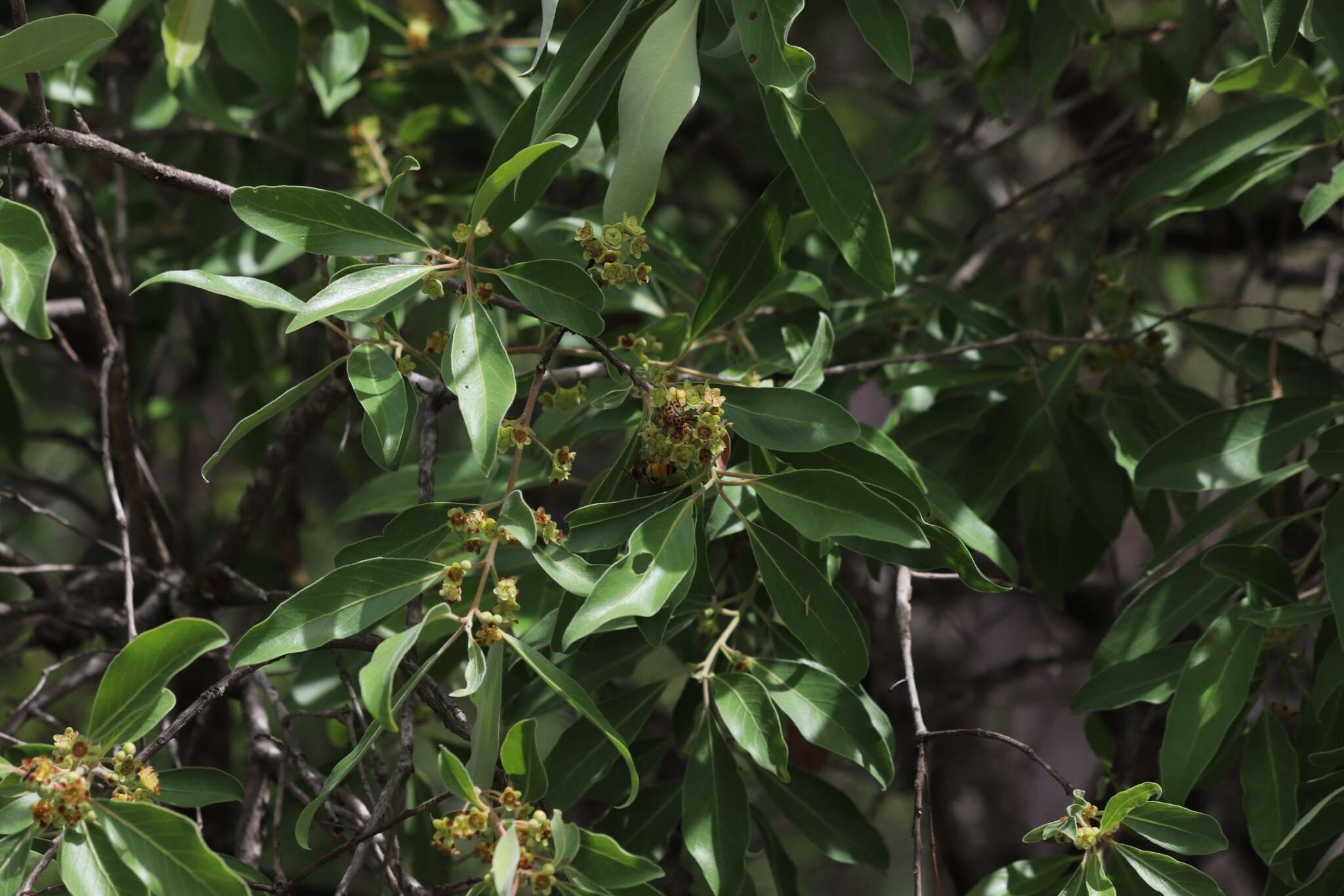 Lophostemon grandiflorus (Benth.) P. G. Wilson & J. T. Waterhouse的圖片