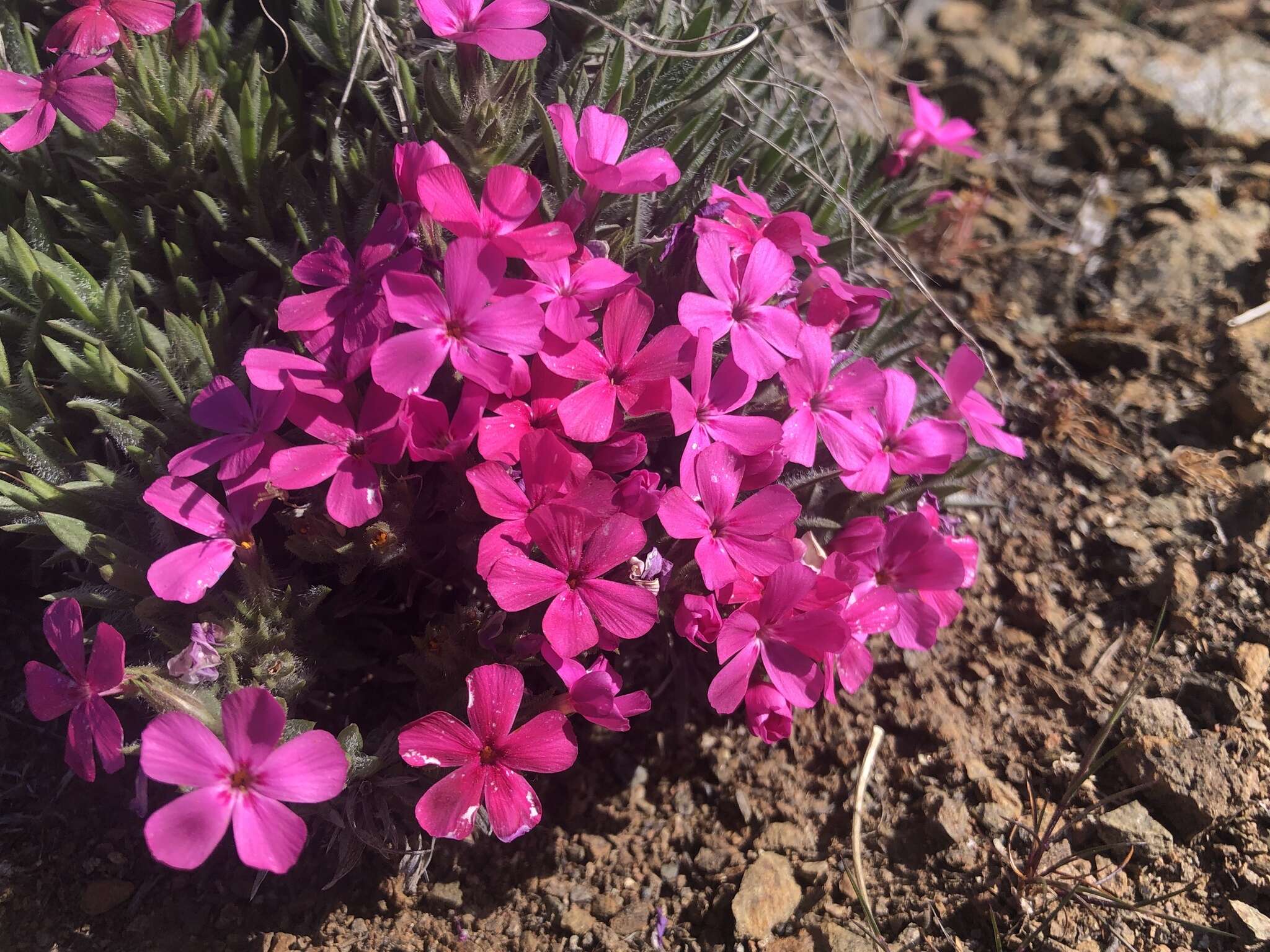 Image of Yreka phlox