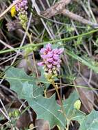 Image of Grevillea quercifolia R. Br.