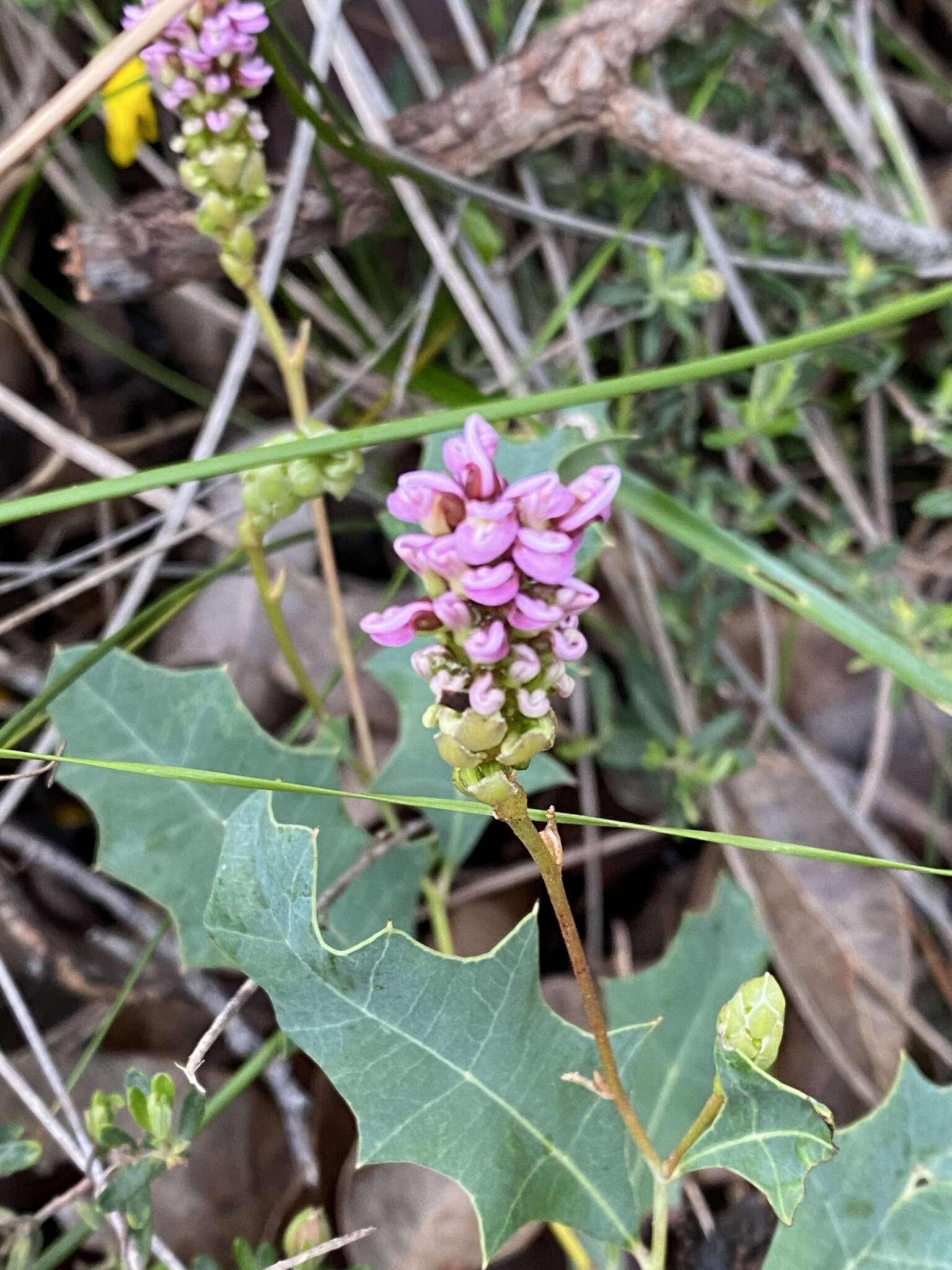 Image of Grevillea quercifolia R. Br.