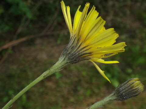 Image de Tolpis staticifolia (All.) Sch. Bip.