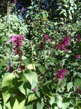 Sivun Salvia iodantha Fernald kuva