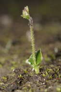 Image of Eriochilus scaber Lindl.