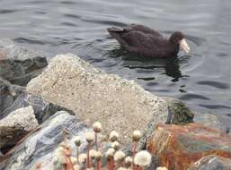 Image of Antarctic Giant-Petrel