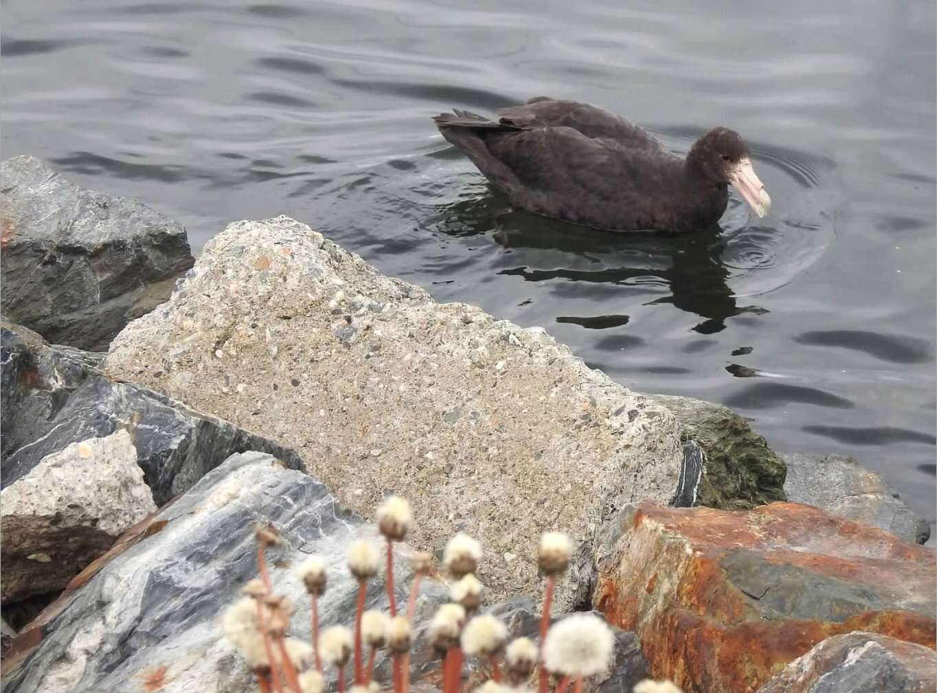 Image of Antarctic Giant-Petrel