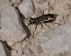 Image of Cylindera (Cylindera) paludosa (L. Dufour 1820)