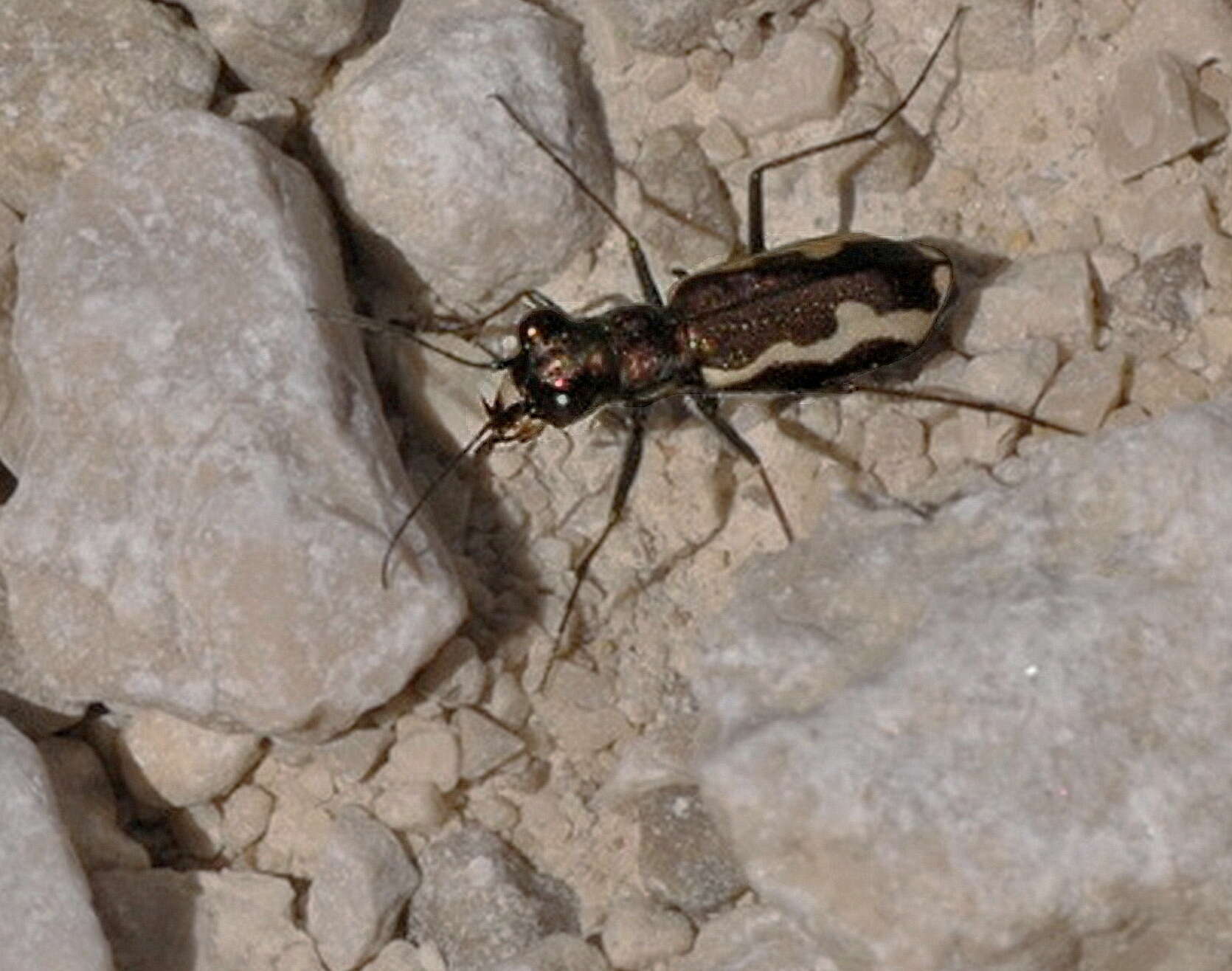 Image of Cylindera (Cylindera) paludosa (L. Dufour 1820)