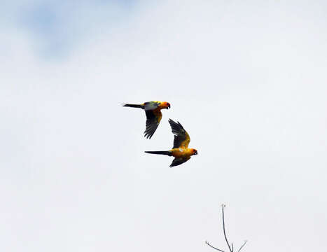 Image of Sun Parakeet