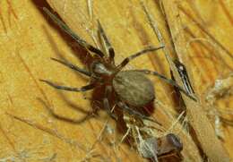 Image of Desid spider