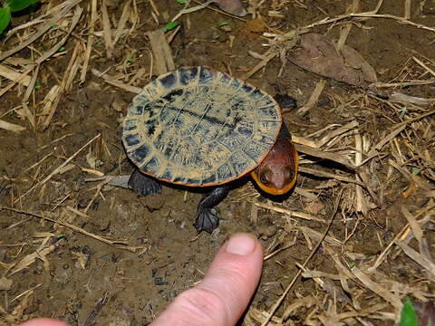 Image of Common Toadheaded Turtle