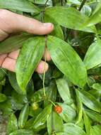 Image of gold dust dracaena