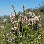 Image of Mulguraea scoparia (Gillies & Hook.) N. O'Leary & P. Peralta