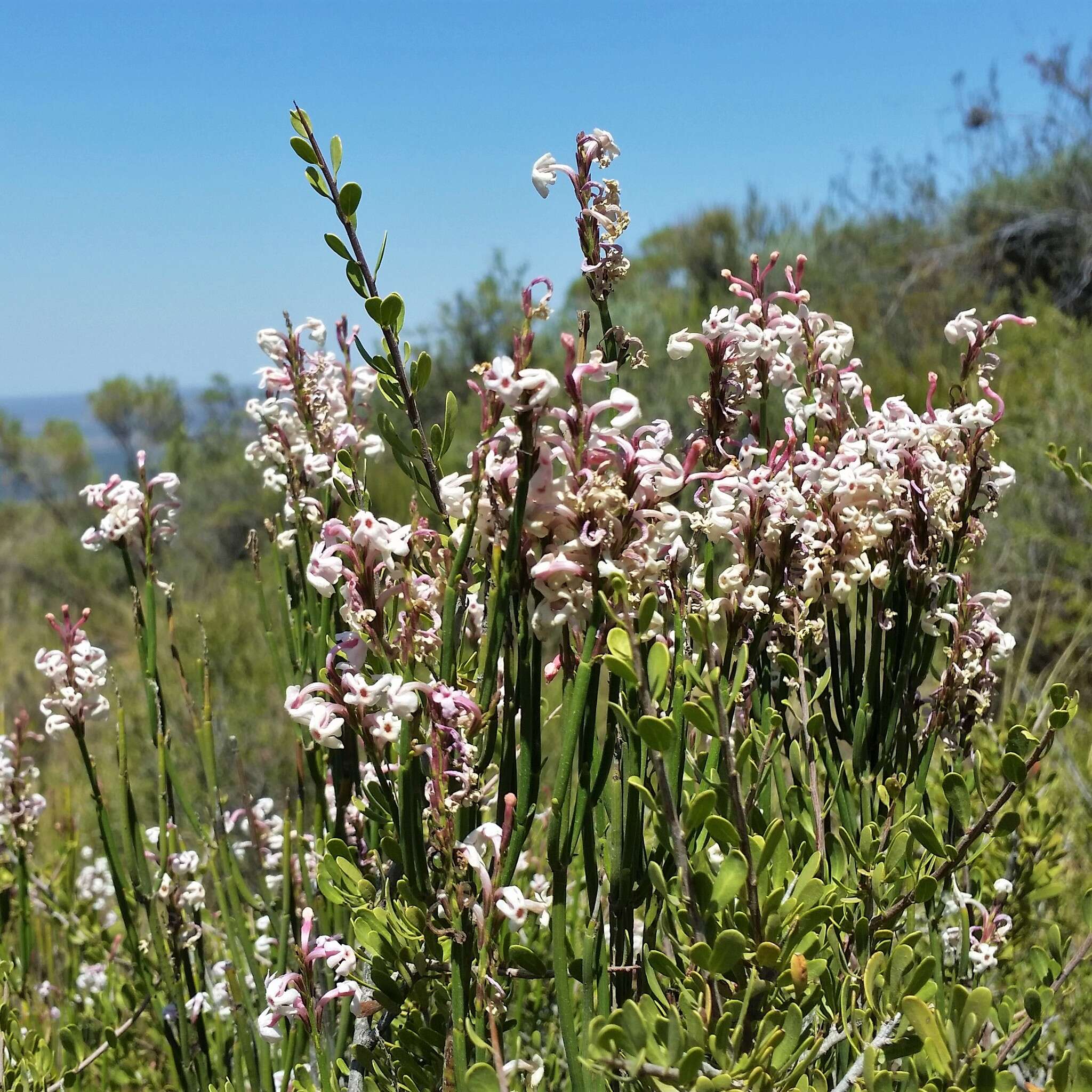 Image of Mulguraea scoparia (Gillies & Hook.) N. O'Leary & P. Peralta