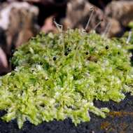 Image of Bifid Crestwort