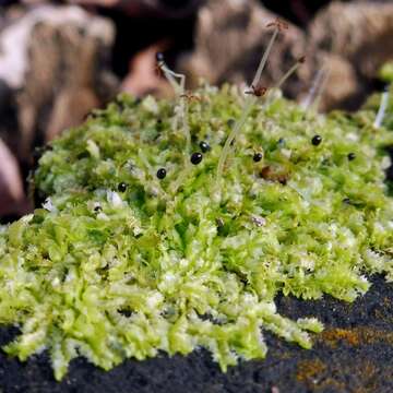 Image of Bifid Crestwort