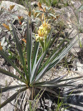 Image of Barbacenia rubrovirens Mart.