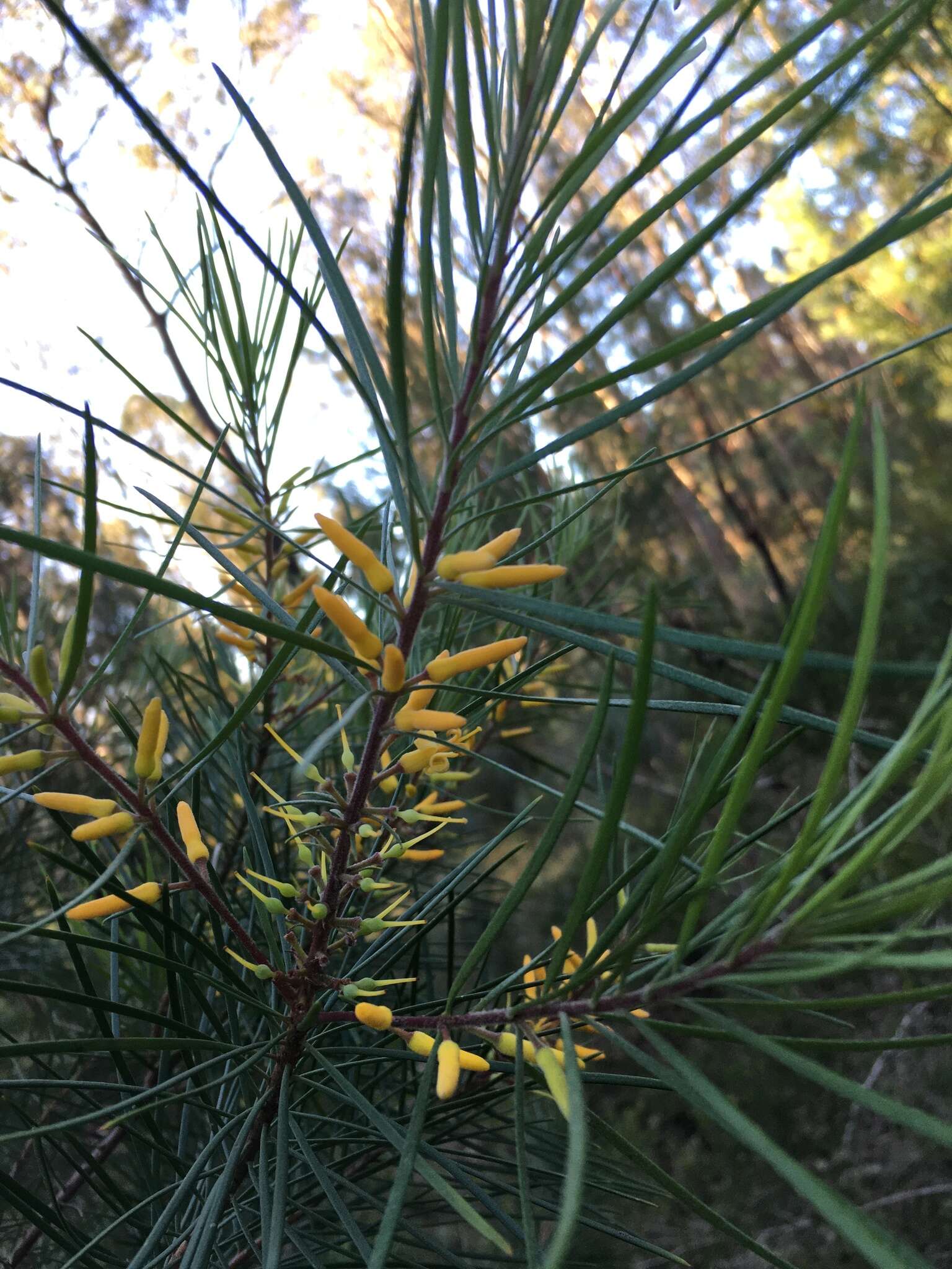 Plancia ëd Persoonia linearis Andr.