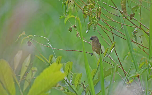 Image of Large-billed Seed Finch